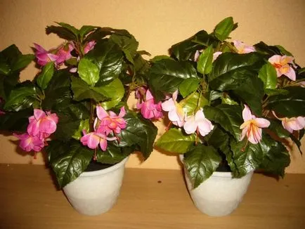 cultivarea fuchsia și de îngrijire la domiciliu, transplantare, fertiliza