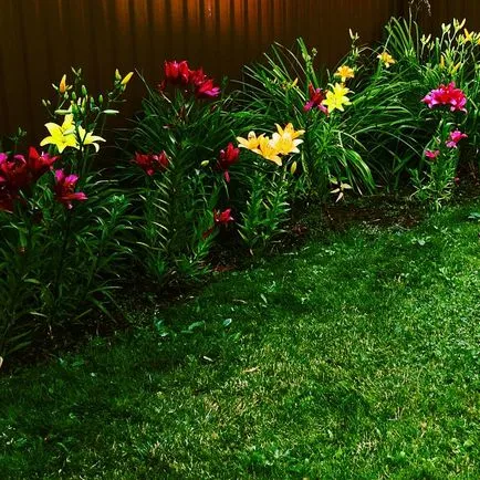 Lawn mâini fotografie, instruirea lor video de