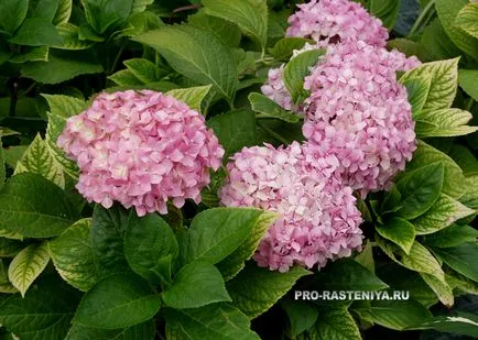 cultivare hortensie, plantare, îngrijire, tăiere, propagare - Secretele și accente