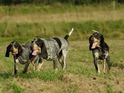 Albastru Gascony Hound