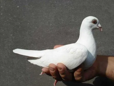 Porumbelul bate pe semnul ferestrei si superstitii asociate cu aceste păsări