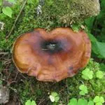 ciuperci polipore - fotografie și descriere, tipuri, avantaje și prejudicii, proprietăți medicinale