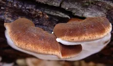 ciuperci Ganoderma (Polyporus) lat