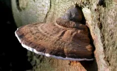 ciuperci Ganoderma (Polyporus) lat