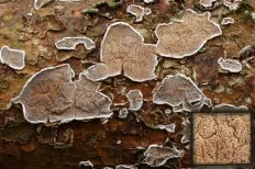 ciuperci Ganoderma (Polyporus) lat