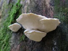 ciuperci Ganoderma (Polyporus) lat