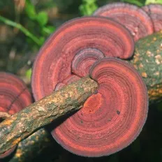 ciuperci Ganoderma (Polyporus) lat