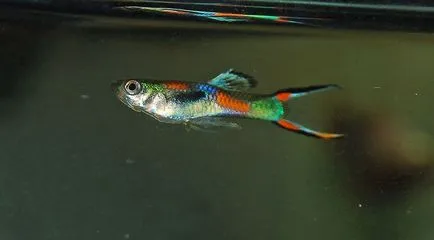 Guppy favorit acvariu