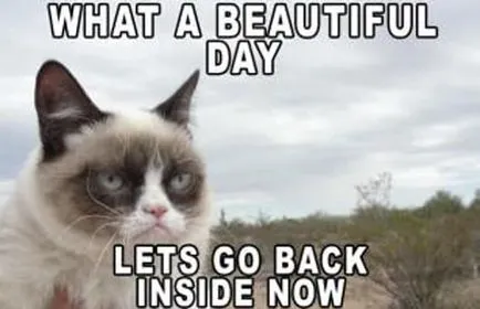 grumpy cat, memepedia