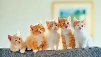 Numele Cat de o mare colecție de porecle interesante pentru fete