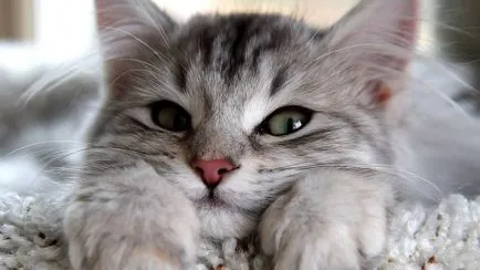 Numele Cat de o mare colecție de porecle interesante pentru fete