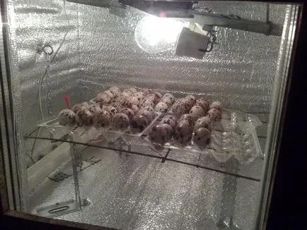 Incubator cu instrucțiunile lor mâini cu fotografii