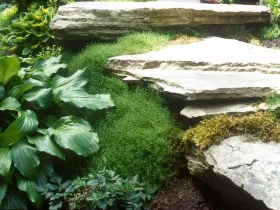mușchi irlandez, de reproducere, cultivare, îngrijire, exemple de design peisagistic, foto și video