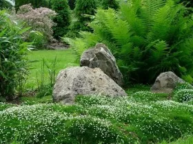 mușchi irlandez, de reproducere, cultivare, îngrijire, exemple de design peisagistic, foto și video