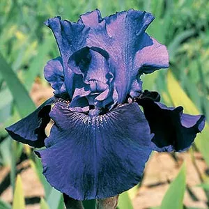 Irisi, flori de două ori pe an, de îngrijire, de reproducere, soi (înflorire) Irisi, flori de două ori pe an, de îngrijire, înmulțire, soiuri