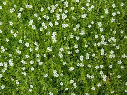 mușchi irlandez, de reproducere, cultivare, îngrijire, exemple de design peisagistic, foto și video