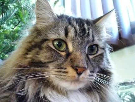 Interesant - cel mai scump câine și cea mai mare felina din lume (cel mai mult) Interesant - cel mai scump câine și cea mai mare pisica din lume