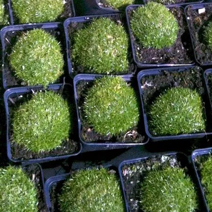 mușchi irlandez, de reproducere, cultivare, îngrijire, exemple de design peisagistic, foto și video