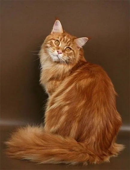 Interesant - cel mai scump câine și cea mai mare felina din lume (câine) Interesant - cel mai scump câine și cea mai mare pisica din lume