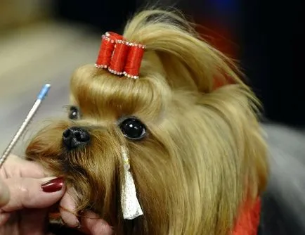 Yorkshire Terrier preparat de câine pentru vystavkemoy York