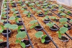 Cât de des să ude răsaduri de plante castraveți magice