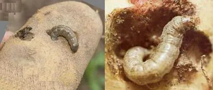Cum să se ocupe cu molii de cartofi (molia) Cum să se ocupe cu molii pe cartofi