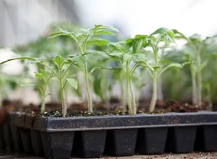 Cât de des pentru a uda răsaduri de roșii pe pervazul ferestrei