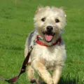 Cum de a instrui un Yorkshire terrier, educație, foto și video (educație) Cum de a instrui un Yorkshire terrier, educație, foto și video