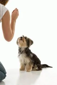 Cum de a instrui un câine regulile și caracteristicile (norme) Cum de a instrui un câine regulile și caracteristici