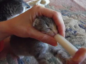 Cum și ce să se hrănească un pisoi vârsta de 1 lună, fără o mamă-pisica (hrana pentru animale) Cum și ce să se hrănească un pisoi vârsta de 1 lună, fără o pisica-mama