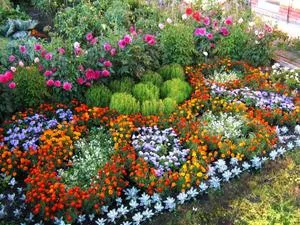Care sunt soiurile de flori subdimensionat pentru paturi de flori nume de plante și tipurile lor, proiectarea unui pat de flori, (subdimensionat) Care sunt soiurile de flori subdimensionat pentru paturi de flori nume de plante și tipurile lor, proiectarea unui pat de flori,