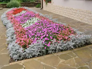 Care sunt soiurile de flori subdimensionat pentru numele de flori de plante și tipurile lor, proiectarea de o grădină de flori (flori) Care sunt soiurile de flori subdimensionat pentru paturi de flori nume de plante și tipurile lor, proiectarea unui pat de flori,