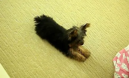 Cum de a instrui un Yorkshire terrier, educație, foto și video (terrier) Cum de a instrui un Yorkshire terrier, educație, foto și video