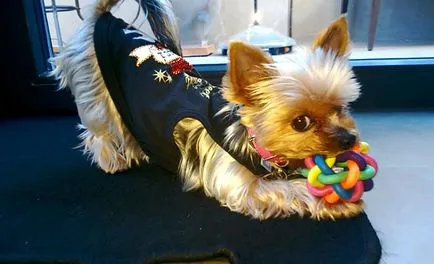 Cum de a instrui un Yorkshire terrier, educație, foto și video (câinii din aceasta rasa) Cum de a instrui un Yorkshire terrier, educație, foto și video