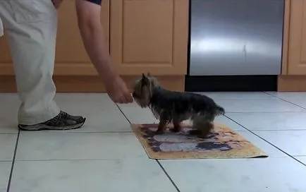 Cum de a instrui un Yorkshire terrier, educație, foto și video (terrier) Cum de a instrui un Yorkshire terrier, educație, foto și video