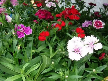 Care sunt soiurile de flori subdimensionat pentru numele de flori de plante și tipurile lor, proiectarea unui pat de flori, (varietate de flori fotografie de plante pat diminutivul a numelui) Care sunt soiurile de flori subdimensionat pentru paturi de flori nume de plante și tipurile lor, proiectarea unui pat de flori,