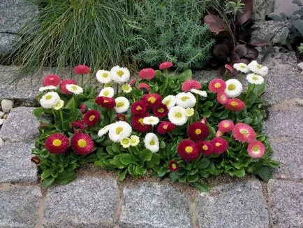 Care sunt soiurile de flori subdimensionat pentru paturi de flori nume de plante și tipurile lor, gradina de design de flori (flori) Care sunt soiurile de flori subdimensionat pentru paturi de flori nume de plante și tipurile lor, proiectarea unui pat de flori,