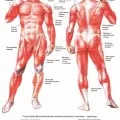 Cum să scapi de acid lactic în mușchi