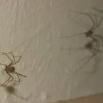 Cum să scapi de păianjeni în casă (apartament) - cel mai bun mijloc de