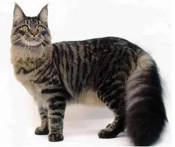 Ce rase de pisici domestice de culoare caracteristică dungi (culoare) Ce rase de pisici domestice caracteristice de culoare cu dungi