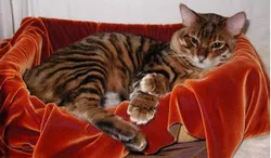 Ce rase de pisici domestice de culoare caracteristică dungi (culoare) Ce rase de pisici domestice caracteristice de culoare cu dungi