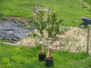 Cum și când să planteze puieți de pomi fructiferi în primăvara anului