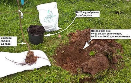 Cum și când este mai bine pentru a planta un măr în primăvara, vara, video toamna (plante) Cum și când este mai bine pentru a planta un măr în primăvara, vara, toamna video