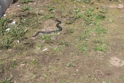 Cum să scapi de șerpi la vară mijloacele cabana lor pentru a combate reptile târâtor