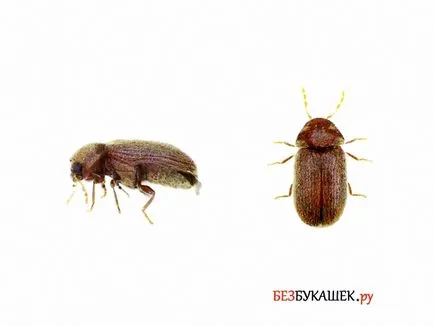 Cum sa scapi de bug-uri în cerealele și făina, ce și cum să aducă