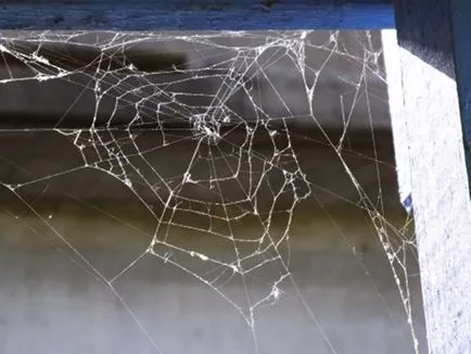 Cum să scapi de păianjeni în casă toate cele mai bune (insecticid de uz casnic, care este) mod Cum să scapi de păianjeni în casă tot cel mai bun mod de a