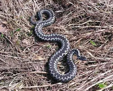 Cum să scapi de șerpi la vară mijloacele cabana lor pentru a combate reptile târâtor
