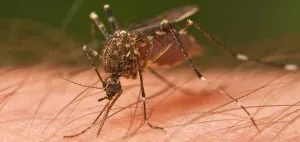 Cum de a trata intepaturi de tantar de protecție rapidă și eficientă împotriva dăunătorilor (Mosquito) Cum de a trata intepaturi de tantar de protecție rapid și eficient de dăunători