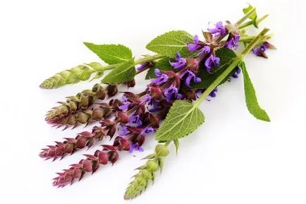 Cum de a trata bufeurile în timpul menopauzei la femei in casa, plante aromatice și medicamente