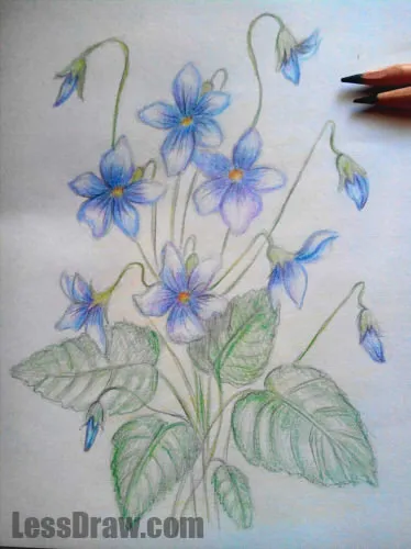 Cum de a desena etape creion violet, lessdraw